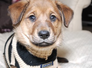 Santiago in His Sweater